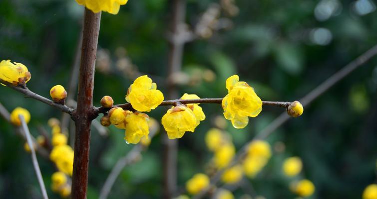 腊梅花的花语与含义（了解腊梅的独特花语）