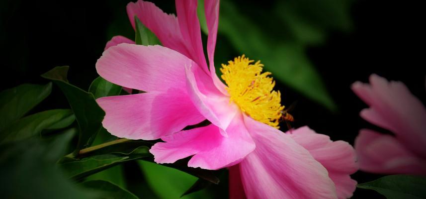 芍药花（寓意深远、花语丰富）