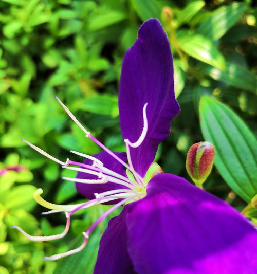 巴西野牡丹花语（探索巴西野牡丹的花语和文化传统）