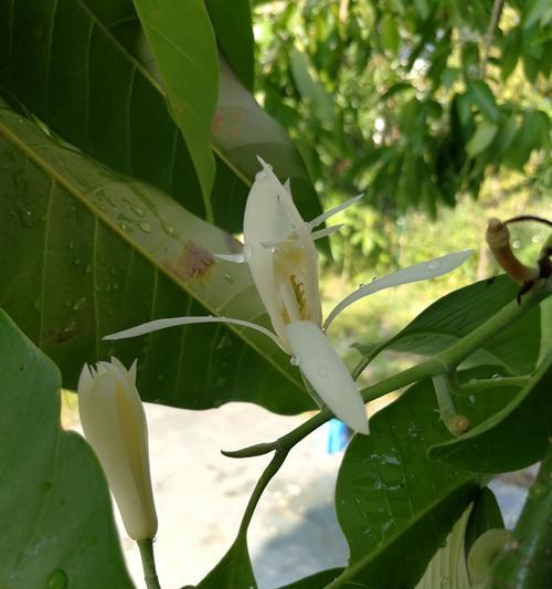 白兰花之美（探索白兰花的花语和文化象征意义）