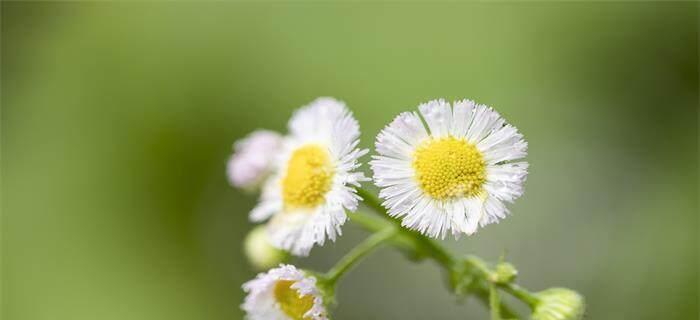 白色雏菊花的花语与意义（揭开白色雏菊花的深层寓意）