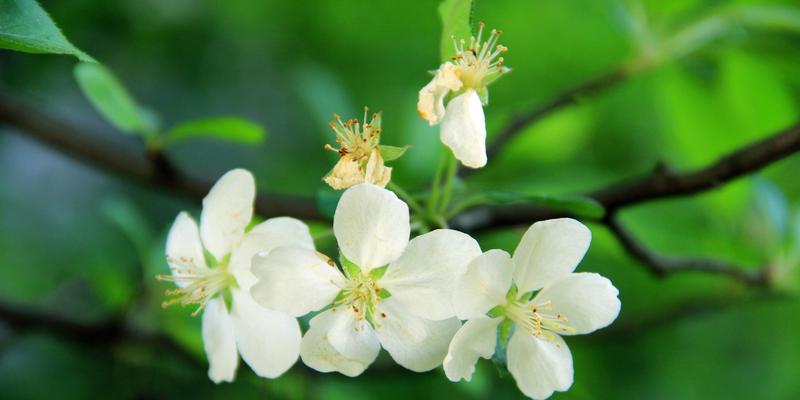 白色海棠花语——生命的纯洁与坚强（赏析白色海棠花语）