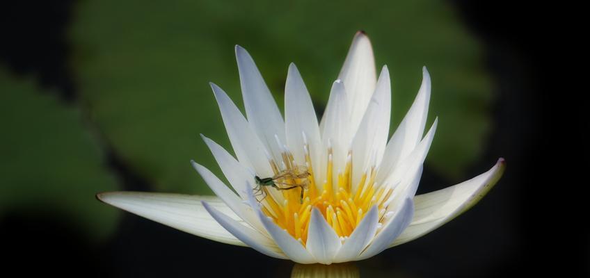 白色睡莲的花语（沉静纯净）