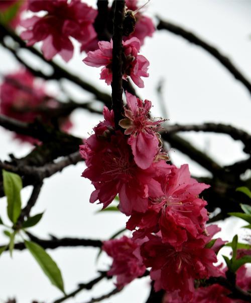 白色桃花的花语（美丽纯洁的白色桃花）