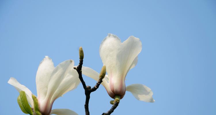 白色玉兰花的花语与美丽寓意（探寻白色玉兰花的深意与象征）