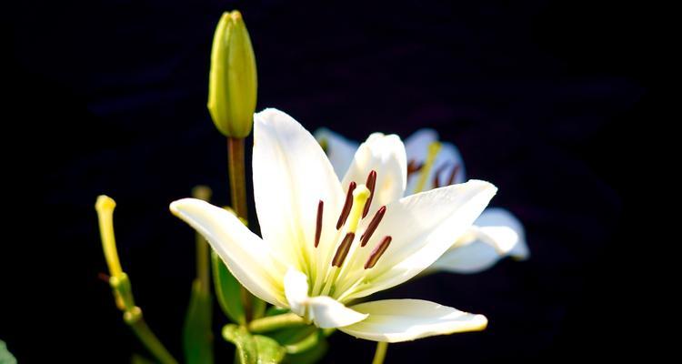 百合花的花语传说（揭秘百合花所代表的爱情）