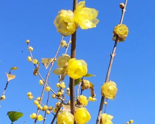 冬天梅花的特点与魅力（傲雪怒放的冬日佳人——冬天梅花）