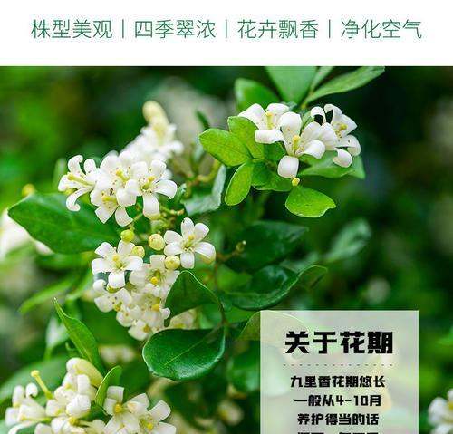 青梅开花时间及特点（一月份美丽迎春）