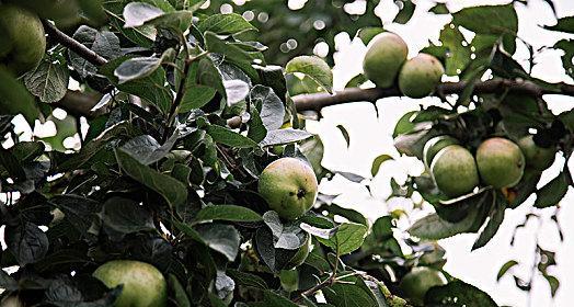 青苹果的含糖量到底高不高（科学解析青苹果糖分含量的真相）