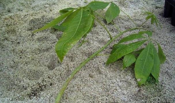 青苔究竟是裸子植物吗（探寻青苔的生物学分类以及特殊之处）