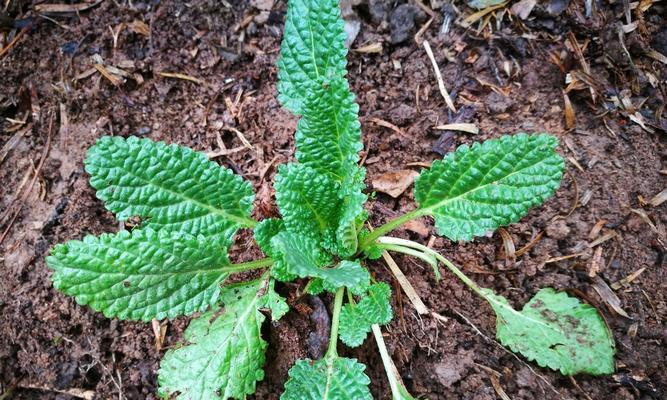 探秘青蛙草（药用价值）