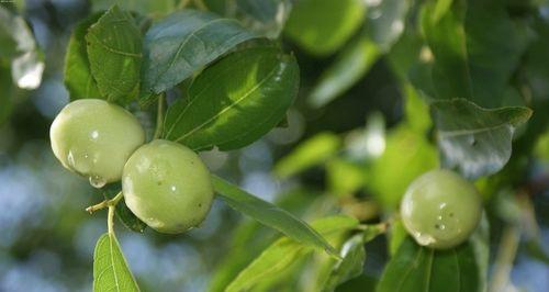 青枣几年结果实的种植技巧与经验分享（掌握青枣几年结果实的方法）