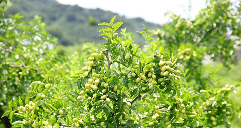 青枣开花结果的季节与特点（青枣的生长环境和影响因素）