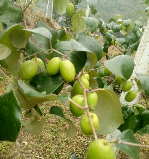 青枣开花季节的特点（探究青枣开花季节的时间）