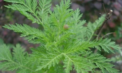 青蒿不是蕨类植物！——解析青蒿的植物分类