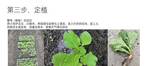 清明菜的种子收集方法（从采摘到储藏）