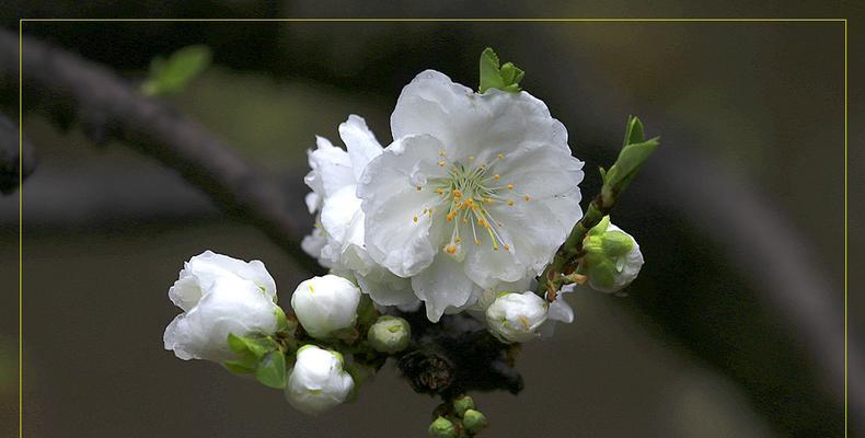 清明花的传说与文化（了解清明花的起源）