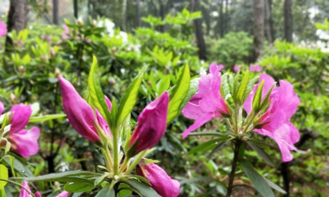 清明节买什么花好（清明节祭祖必备花卉种类及其寓意）