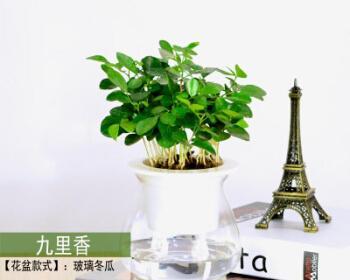 吸尘花卉——美丽与实用兼备的室内植物（让家居生活更健康的护宅绿植选择）