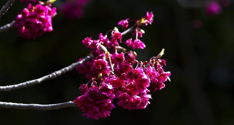 山樱花和西洋樱花的花语之比较（揭秘山樱花和西洋樱花的不同寓意与象征）