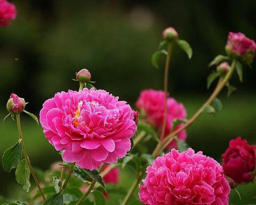 芍药花花语的意义与象征（探索芍药花的深意与寓意）