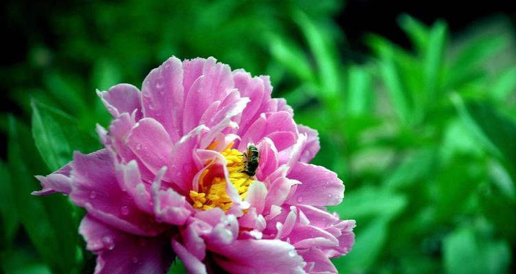 芍药花语（探寻芍药花背后的意义与情感）