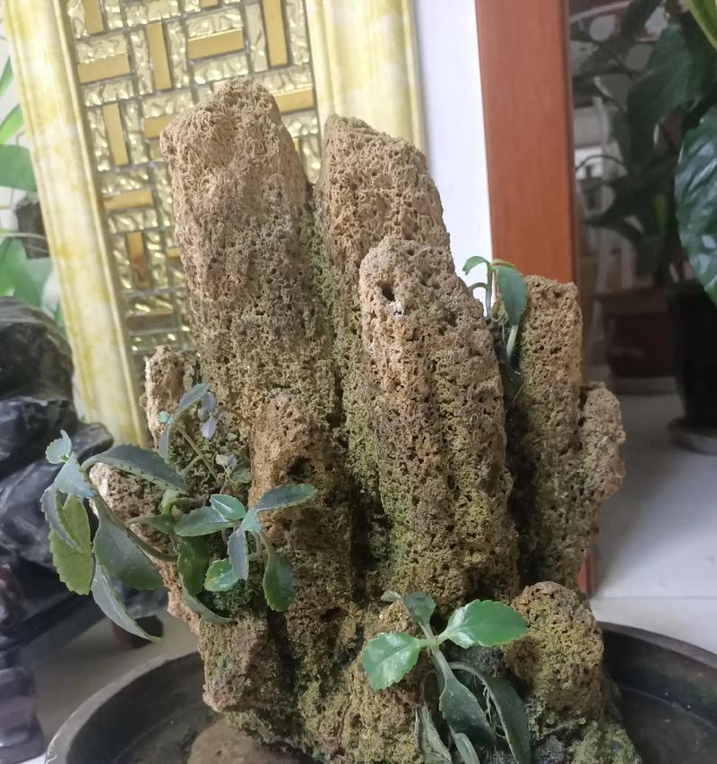 吸水石的适用植物及种植技巧（打造生态美景）