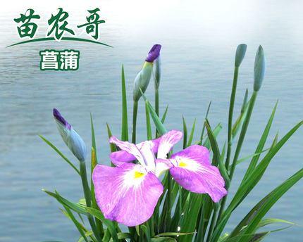 喜水花卉大盘点（探寻喜水花卉的美丽与魅力）