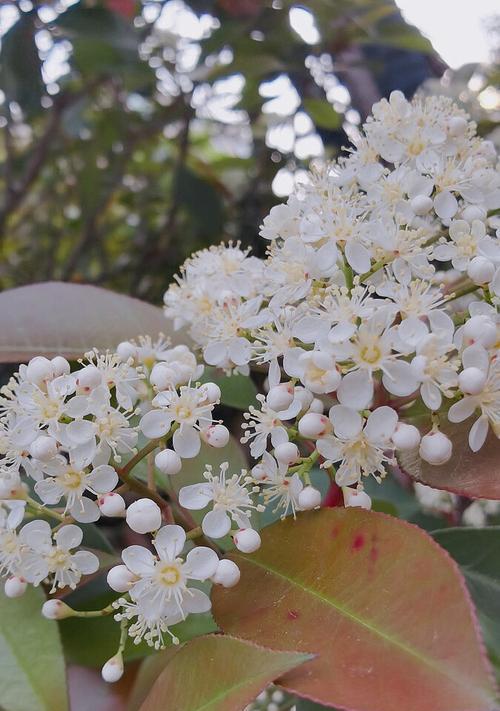 石楠花的花语和美丽传说（探寻石楠花花语的深意与神秘）