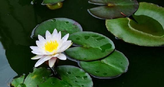 喜水花卉（从色彩、花型到香气）