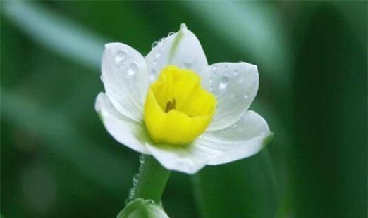 水仙花（解读水仙花的花语）