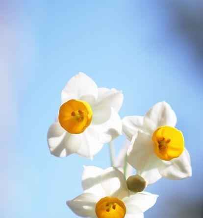 探寻水仙花的花语之美（揭示水仙花的花语之谜——守望春天的承诺）