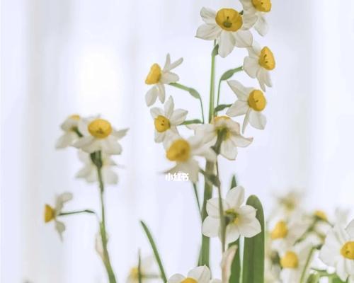 水仙花花语与寓意（用水仙花传达真挚情感）