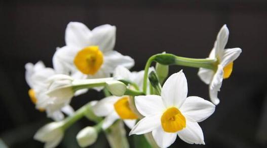 水仙花之美与象征（探寻水仙花的花语与含义）