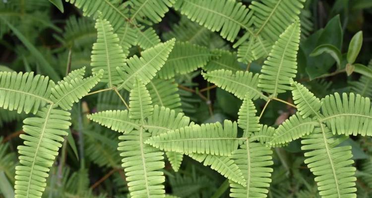 揭秘四叶草的真正身份（蕨类植物的神秘面纱）