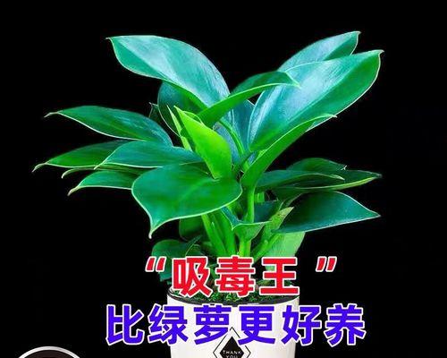 新房装修必备的除甲醛植物（15种植物助你健康入住）