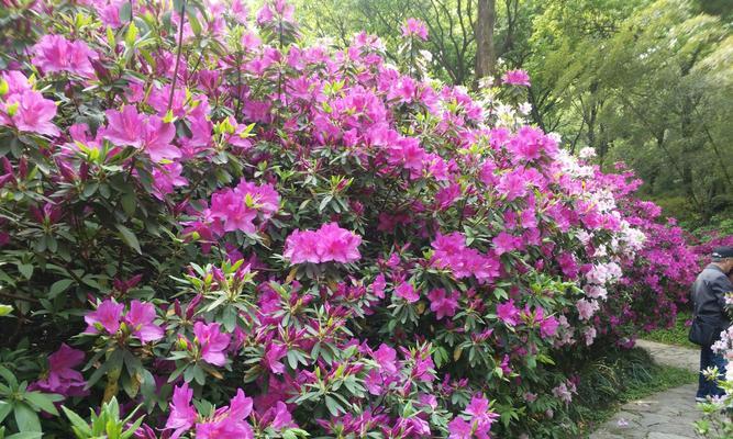 黄山的市花——杜鹃花的象征与意义（探寻杜鹃花的美丽和文化内涵）