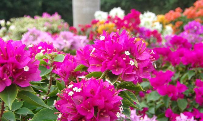 江门市花杜鹃的花语寓意（探索江门市花杜鹃的美丽与象征意义）