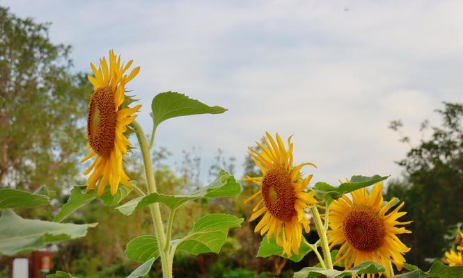 葵花的寓意与象征意义——繁荣与希望的象征（探索葵花的象征意义）