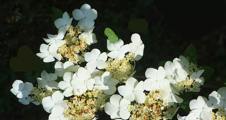 昆山市的市花及其象征意义（昆山市花是什么）