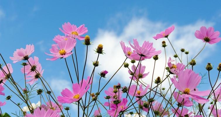 格桑花——的市花，传递着美丽和坚韧（格桑花的象征寓意及其在的重要地位）