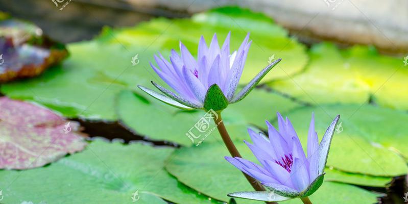 以蓝莲花代表的人（勇敢）