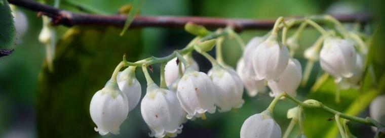 铃兰花（铃兰花的花语与寓意）