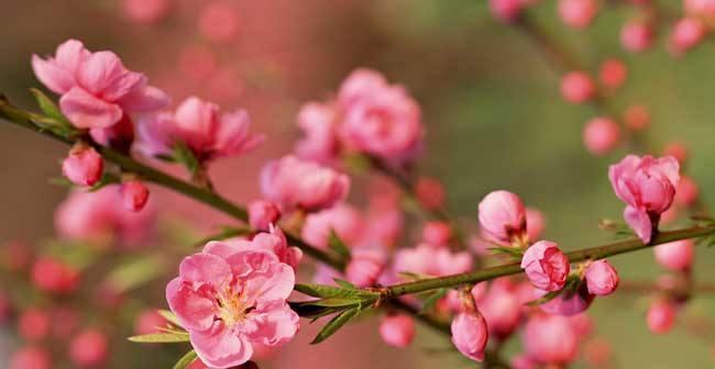 梅花的花语与意义（凛冽寒冬中的坚韧与美丽）