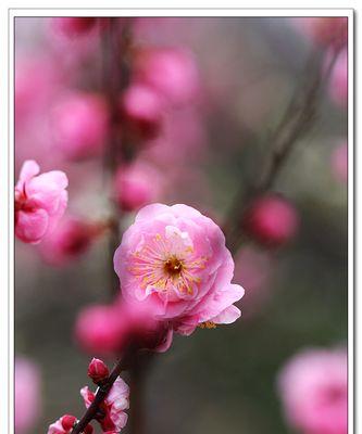 梅花在十二生肖中的象征意义（一朵傲立寒冬的花——梅花代表的生肖和意义）