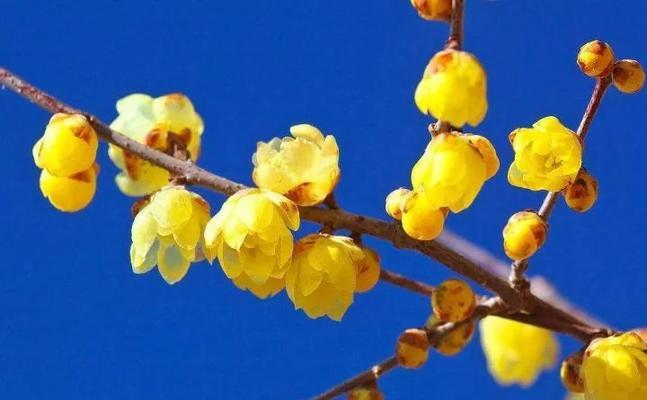 梅花的花语与象征意义（探寻梅花的内涵与美丽）