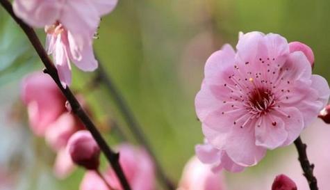 梅花花语（以梅花为主题的花语解读）