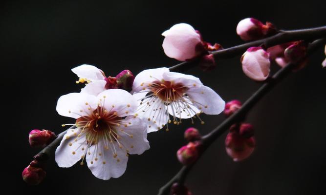 梅花之人——坚韧不拔的象征（以梅花代表的人的特点和品质）