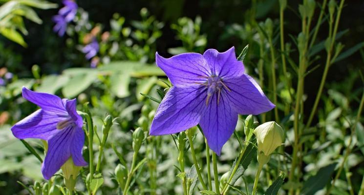 迎接风铃花开——了解风铃花开花的时间和特点（一年四季的风铃花魅力）