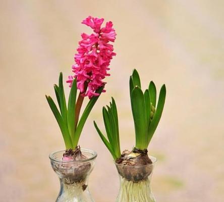 风信子花香有毒（了解风信子的毒性）